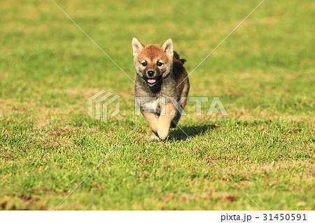 柴犬 子犬 赤柴 走るの写真素材