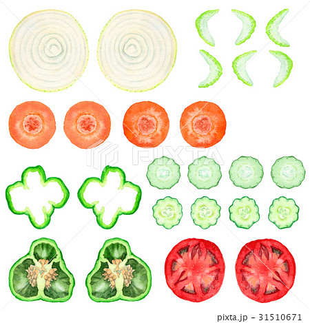 野菜 切り口 輪切り きゅうりのイラスト素材