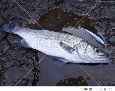 ヒラスズキ 魚類の写真素材