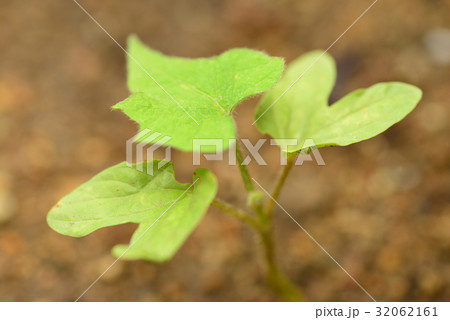 発芽 双葉 本葉 朝顔の写真素材