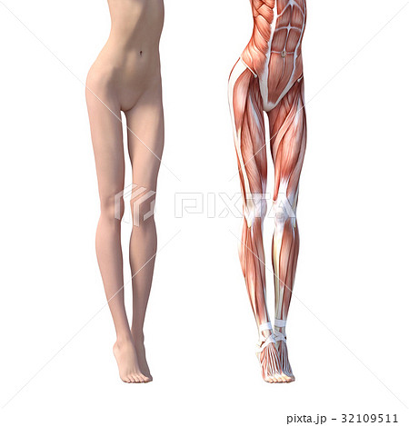 筋肉 解剖 女性 足のイラスト素材