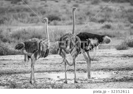 だちょう ダチョウ 鳥 白黒の写真素材 Pixta