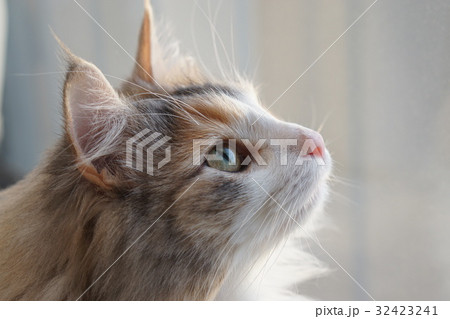 ノルウェージャンフォレストキャット 猫 横顔 動物の写真素材