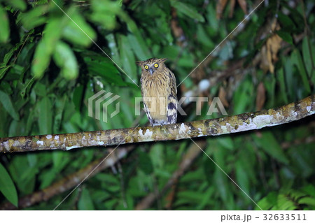 マレーウオミミズクの写真素材