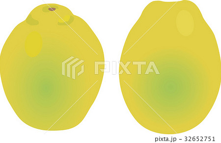 かりん 花梨 果物 果実のイラスト素材 Pixta
