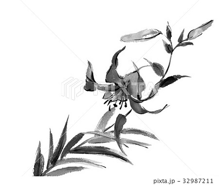 ヤマユリのイラスト素材 - PIXTA