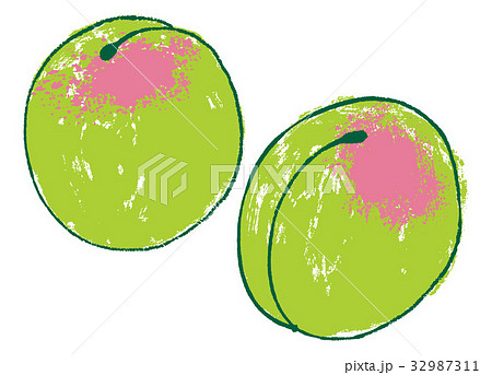 梅の実 水彩画のイラスト素材