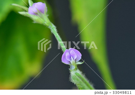 大豆の花の写真素材