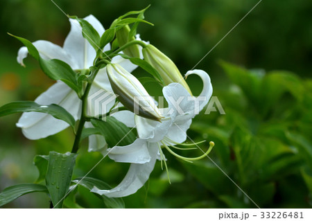 白百合 ユリ ラッパ型の花 園芸種の写真素材