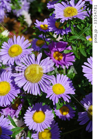 アスター 花畑 花の写真素材