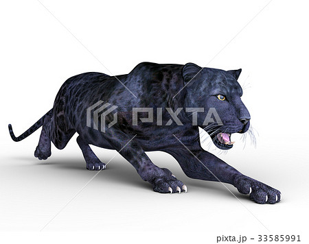 黒豹の写真素材