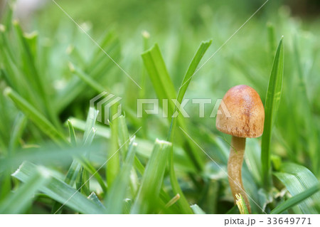 シバフタケ 茶色 きのこ キノコの写真素材