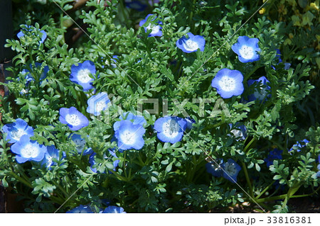 瑠璃唐草 ネモフィラ ベビーブルーアイズ 花の写真素材