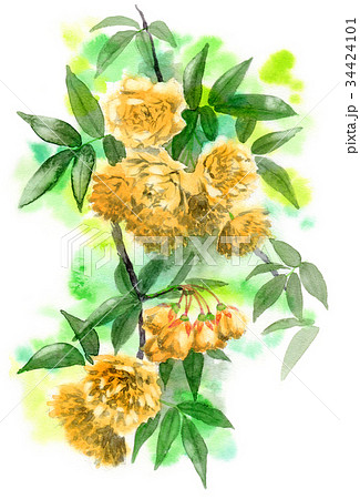 手描きイラスト　ミニ色紙　木香薔薇 完売御礼【ミニ色紙原画】「薔薇と詩季」コピックイラスト