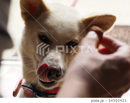 舌舐めずり 犬の写真素材