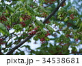 羽団扇楓 ハウチワカエデ 花言葉は 大切な思い出 の写真素材