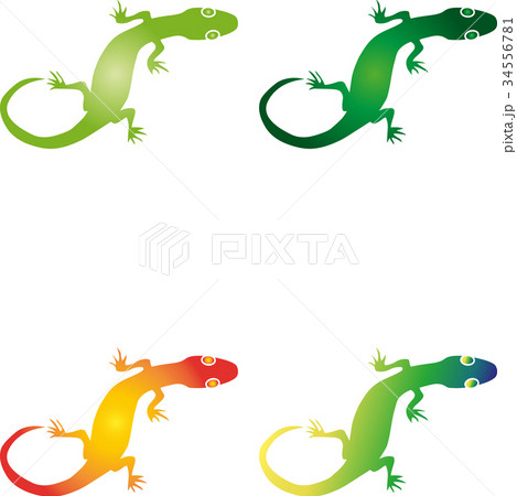 トカゲ 爬虫類 リアルイラストの写真素材