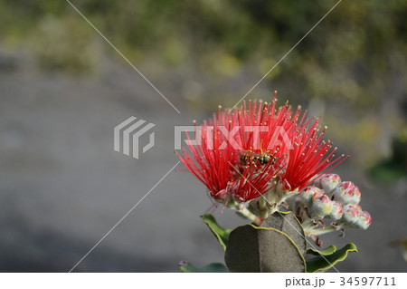 レフア 花 赤 ハワイ島の写真素材 Pixta