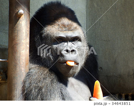 ゴリラ 動物 猿 ポーズの写真素材 - PIXTA