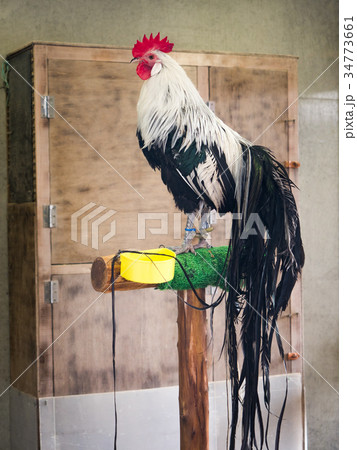 オナガドリ 鶏 尾長鶏の写真素材
