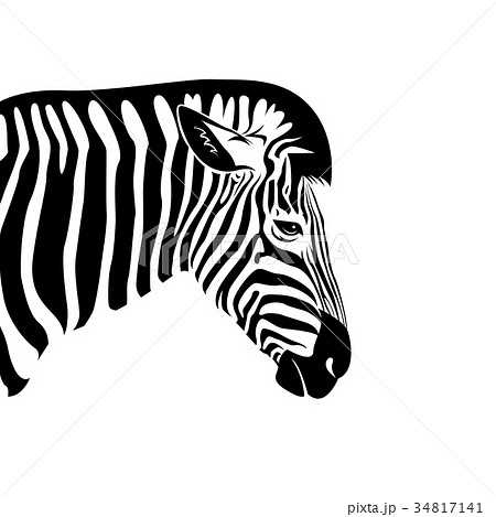 Vector Of An Zebra Head On A White Background のイラスト素材 34817141 Pixta