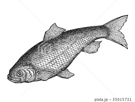 ニシン 魚 海水魚 点描のイラスト素材