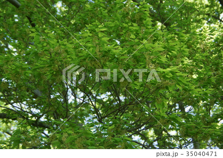 欅 ケヤキ 花言葉は 長寿 の写真素材