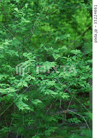 ツクバネ 茶花の写真素材 - PIXTA