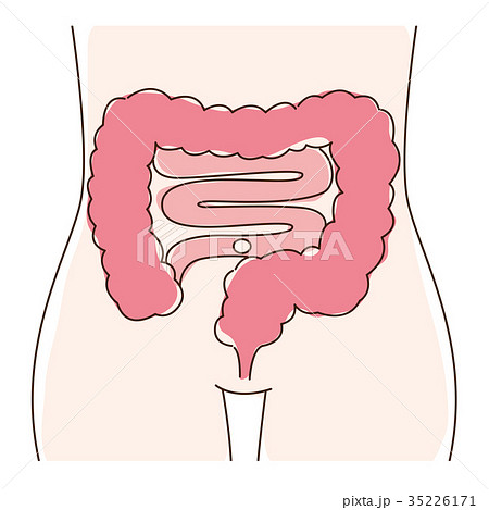 へそのイラスト素材
