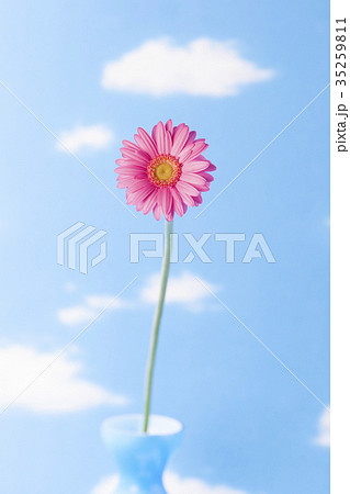 花 ガーベラ 空 青空 雲 コピースペース きれいの写真素材