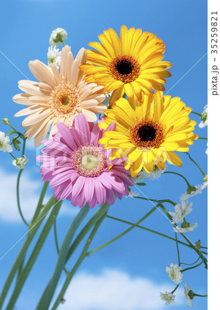 花 ガーベラ 空 青空 雲 コピースペース きれいの写真素材