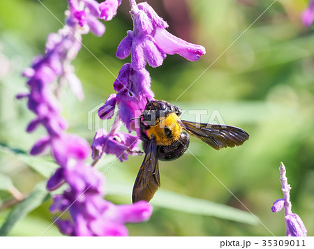 クマンバチ かわいい 昆虫の写真素材