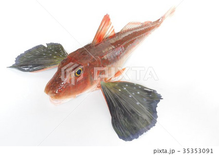 キミヨ 魚 海水魚の写真素材