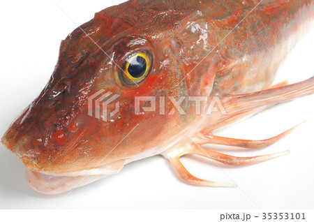 キミヨ 魚 海水魚の写真素材 キミヨ 魚 海水魚の写真素材