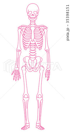 骨 骸骨 ドクロ 人体模型のイラスト素材