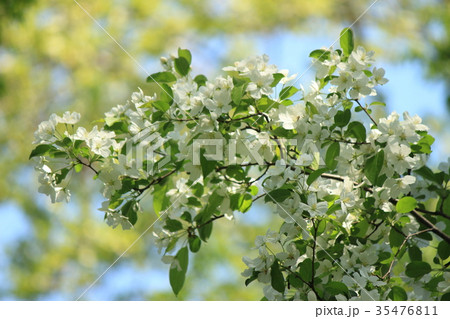 海棠 白 花 植物の写真素材