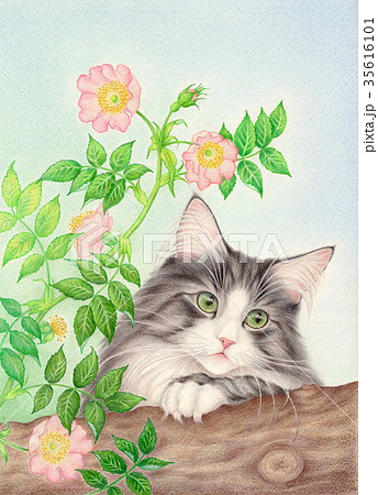 猫 ノルウェージャン フォレスト キャット 色鉛筆画 可愛いのイラスト素材