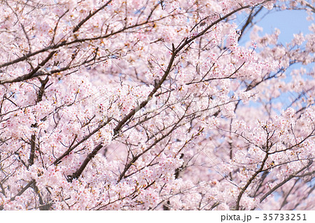 桜の木の写真素材集 Pixta ピクスタ