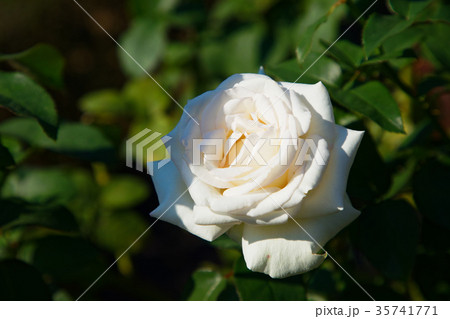 マダム サチ マダムサチ 白バラ 薔薇の写真素材