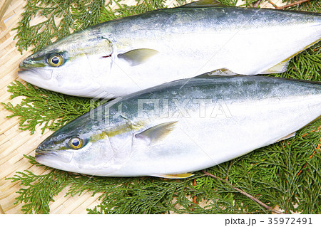 メジロ 魚 食べ物 和食の写真素材