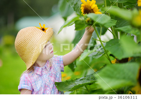 夏 女の子 ひまわり 麦わら帽子の写真素材