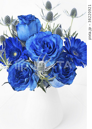 青いバラ バラの写真素材