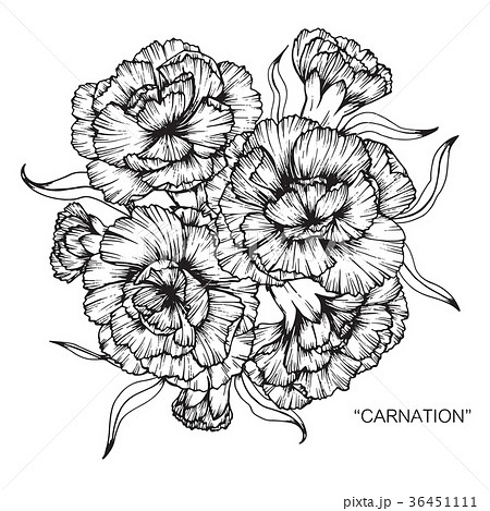 花 カーネーション イラスト 白黒の写真素材