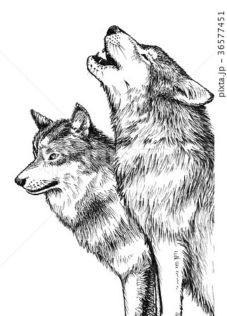 狼 遠吠え ハイイロオオカミ タイリクオオカミのイラスト素材
