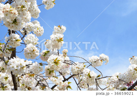 永源寺桜の写真素材