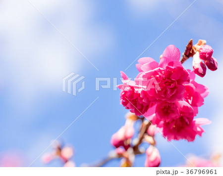 八重寒緋桜の写真素材