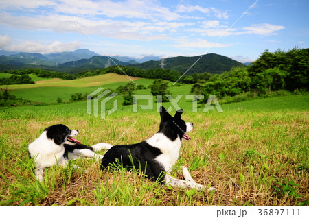 ボーダーコリー 犬 白黒 牧場の写真素材