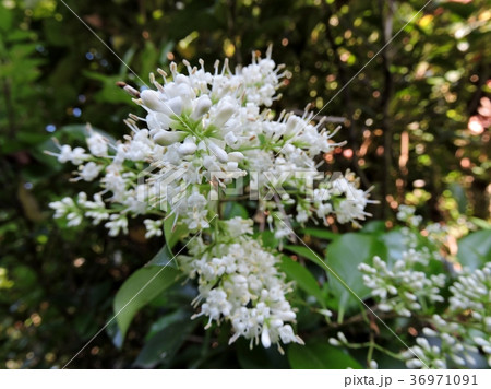 タマツバキの写真素材 - PIXTA