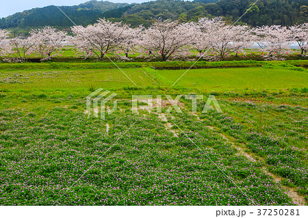 琴海花まつりの写真素材