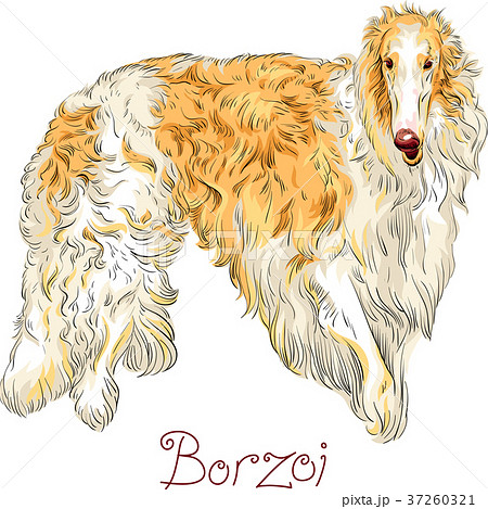 ボルゾイのイラスト素材